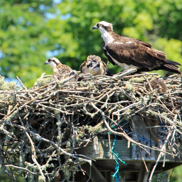a bird sitting on top of a pile of wood