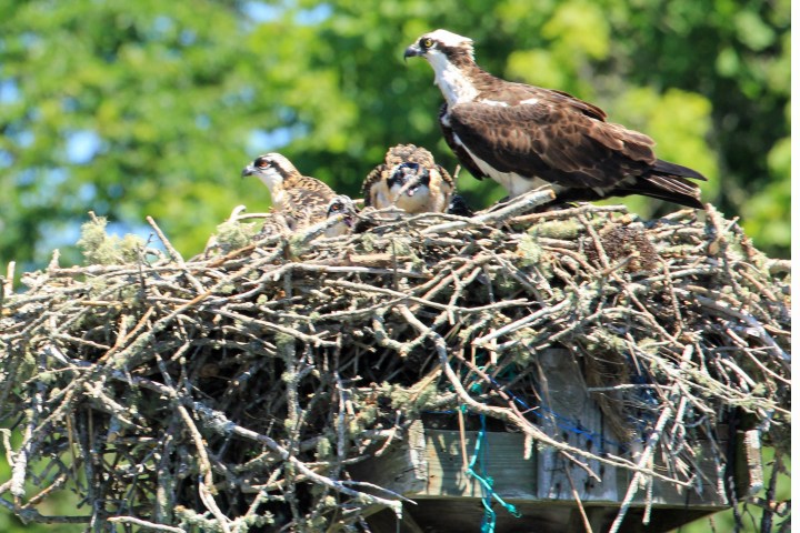 a bird sitting on top of a pile of wood