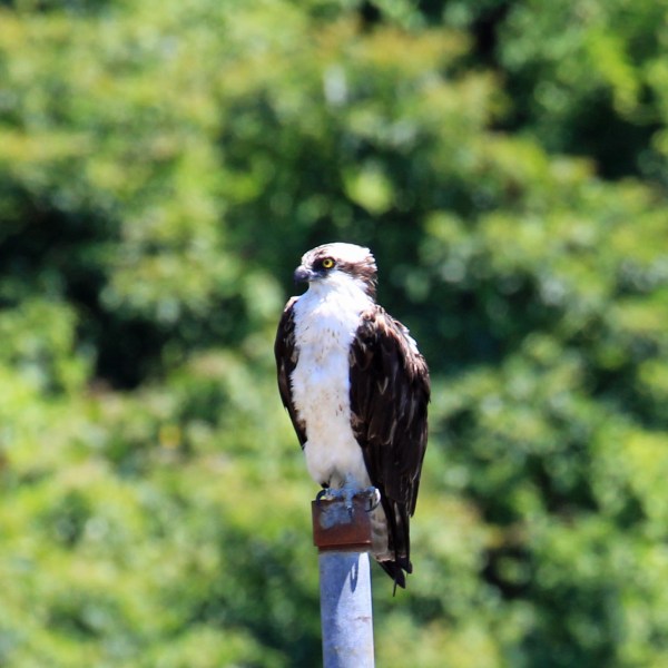 a bird perched on top of a tree