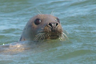 a seal swimming in a body of water