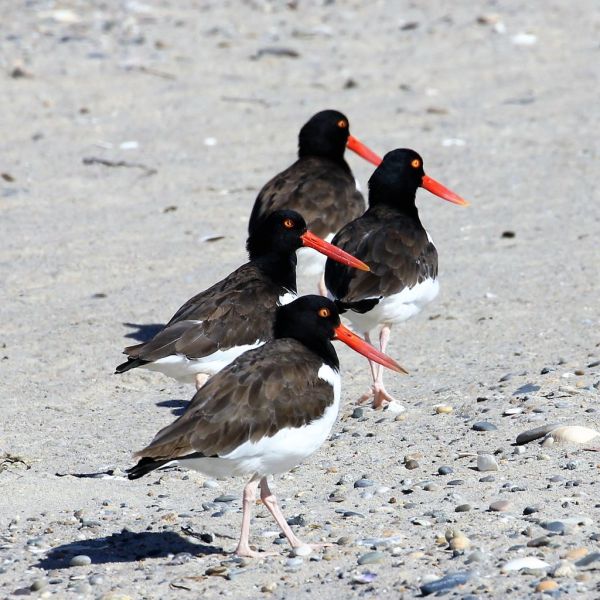 a bird standing on top of a sandy beach