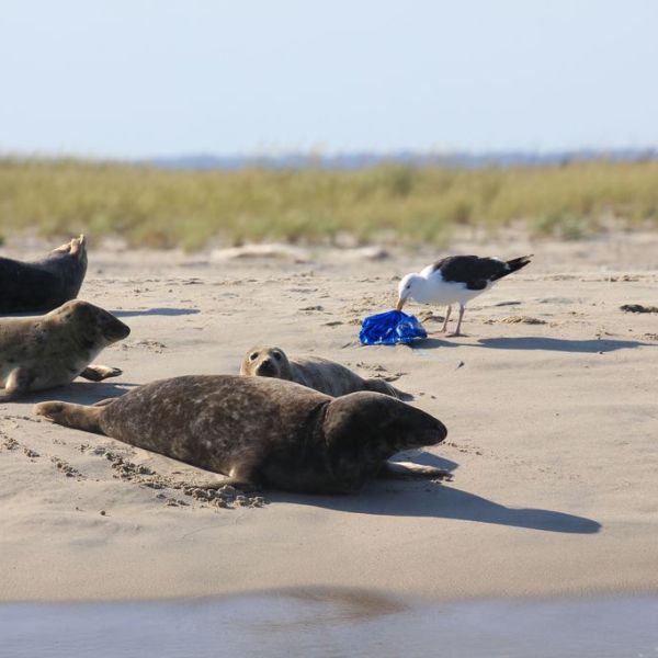 a herd of cattle standing on top of a beach