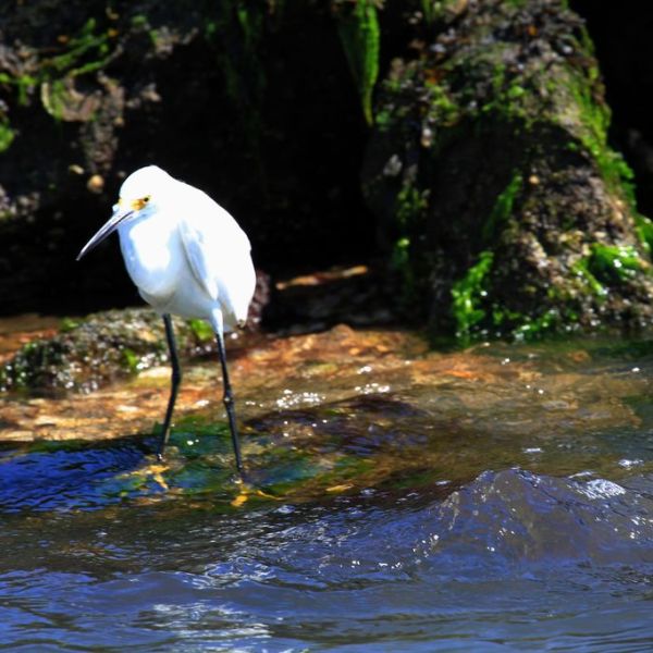 a small bird standing next to a body of water